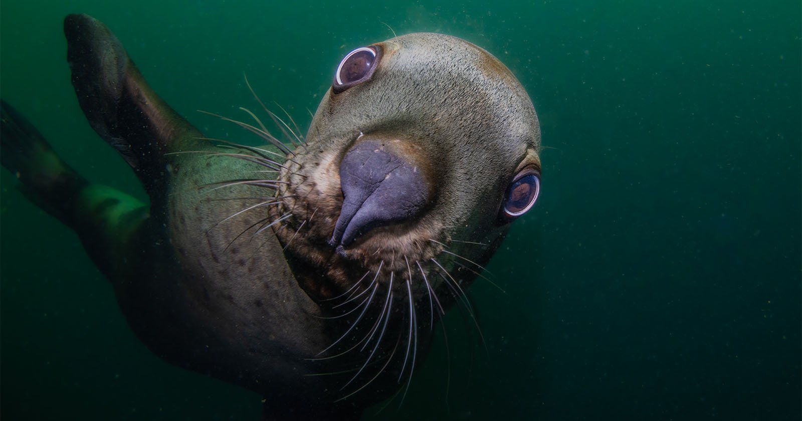 Canon EOS R5 Mark II Review for Underwater Photography