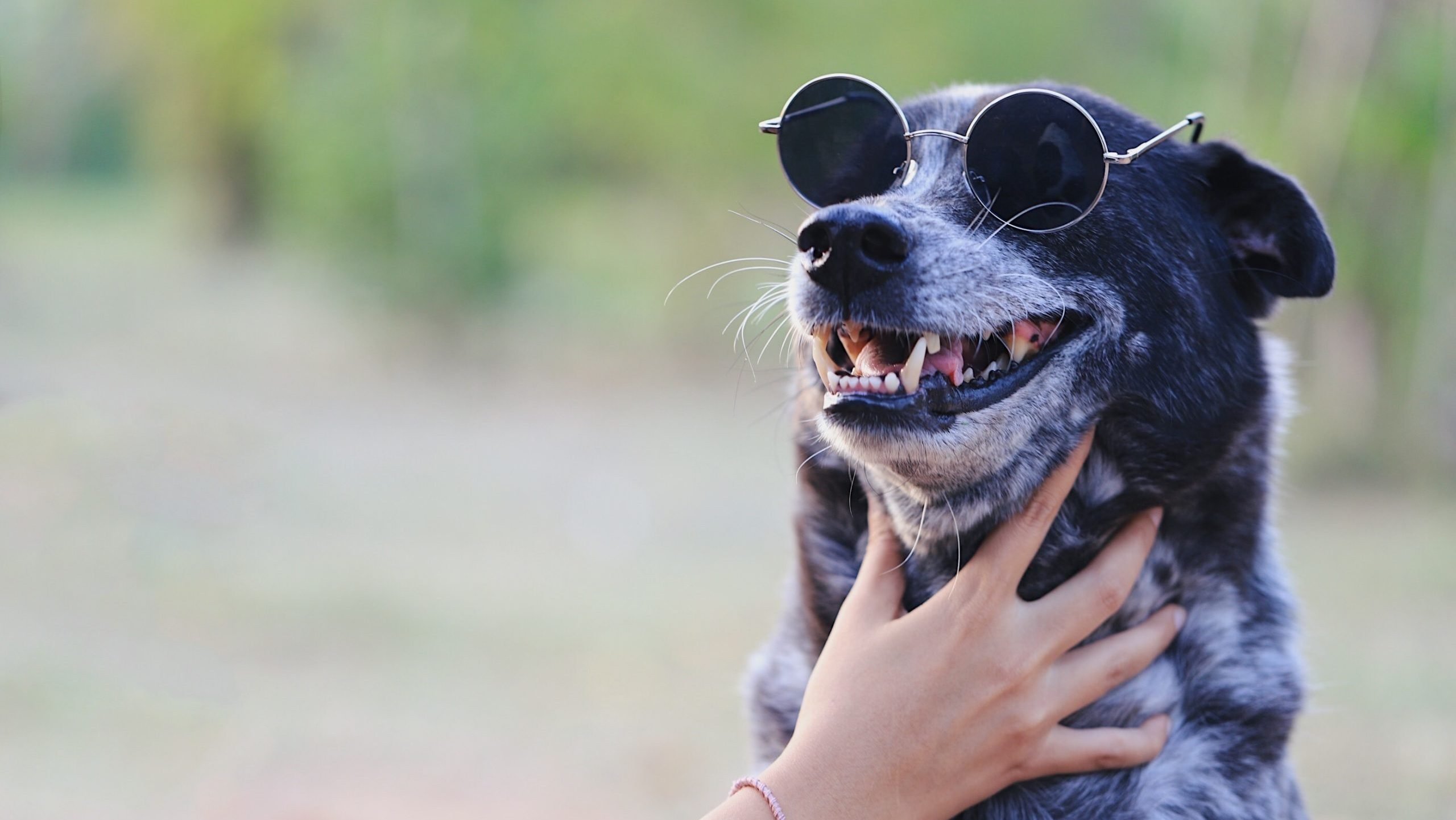 Dog Photography Tips for PAWesome Dog Photos