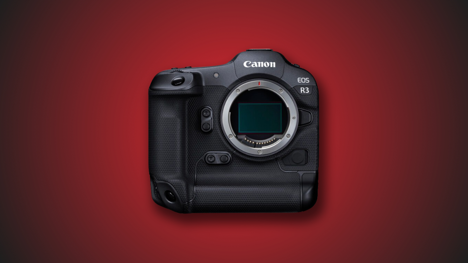 5 Best Canon Cameras for Bird Photography in 2025 5 Best Canon Cameras for Bird Photography in 2025