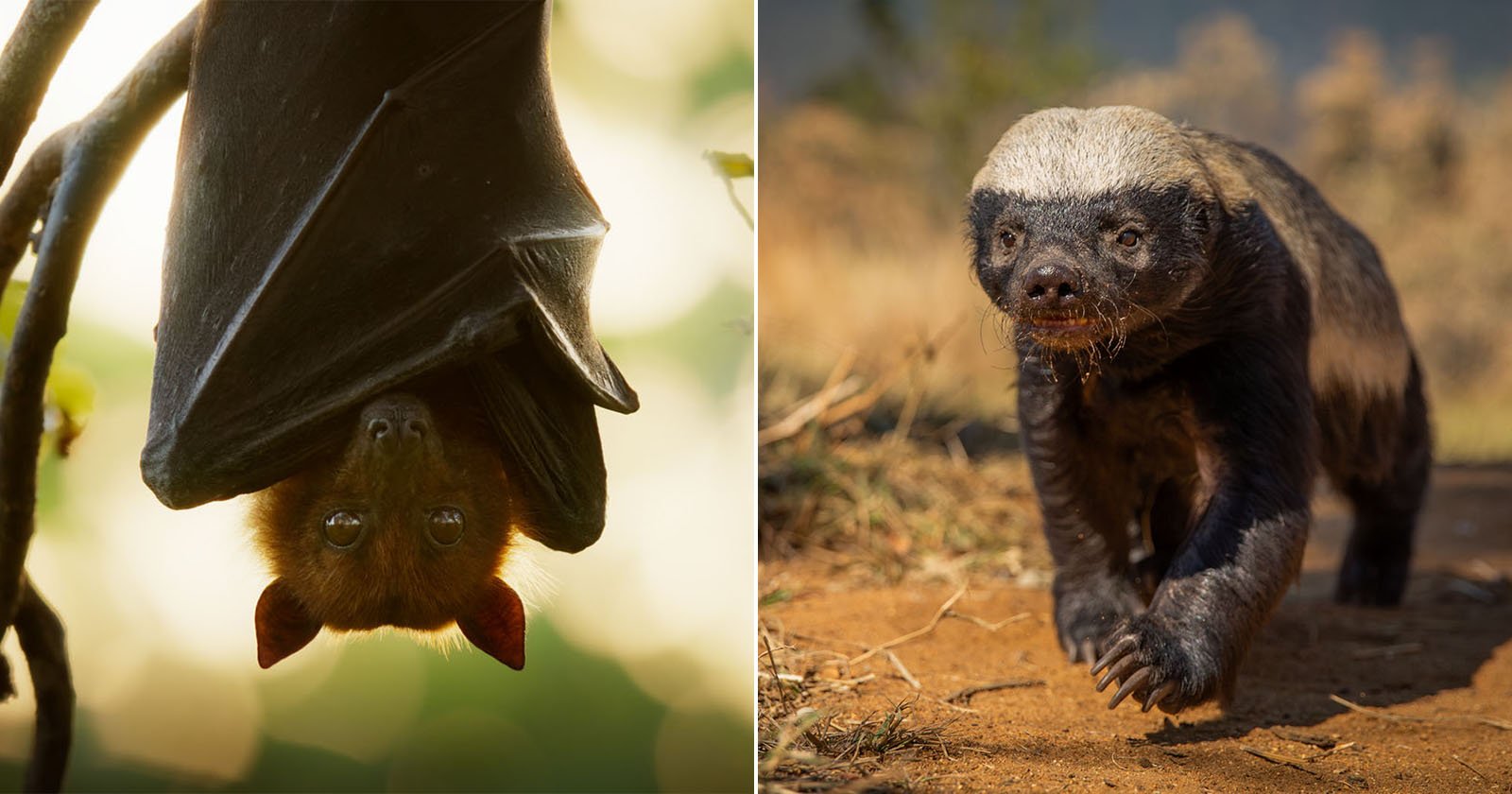 Nat Geo’s ‘Underdogs’ Hilariously Celebrates Nature’s Unsung Animal Heroes Nat Geo’s ‘Underdogs’ Hilariously Celebrates Nature’s Unsung Animal Heroes