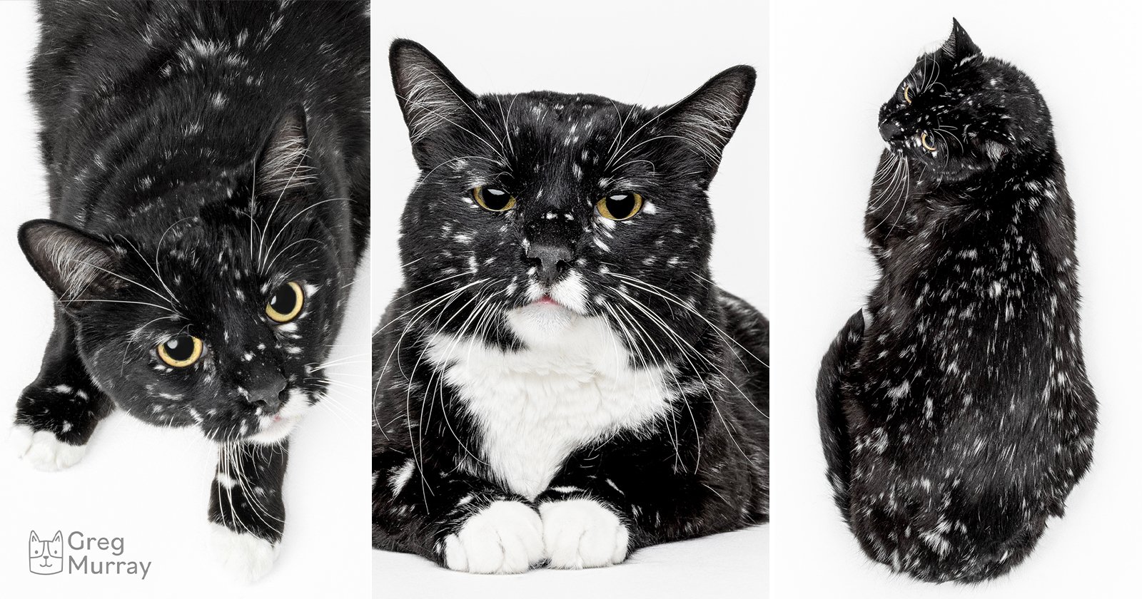Photographer Turns ‘Star’-Covered Cat Into Animal-Saving Sensation Photographer Turns ‘Star’-Covered Cat Into Animal-Saving Sensation