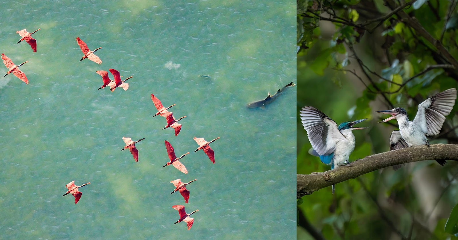 The Winners of the 2025 Mangrove Photography Awards