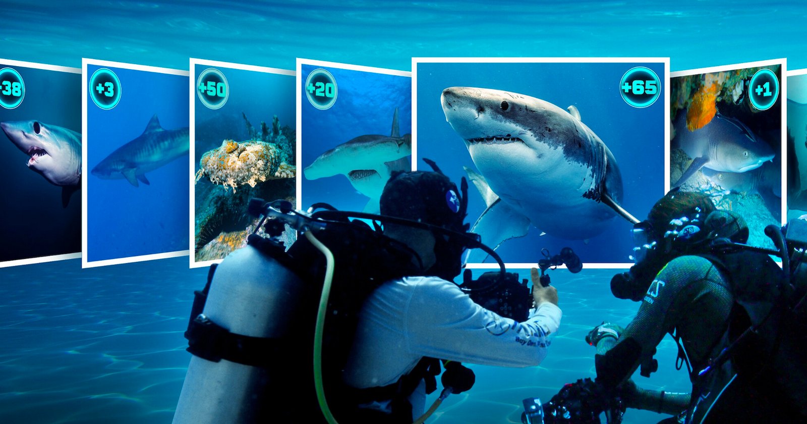 New Netflix Show Offers ,000 for Getting Photos of the World’s Rarest Sharks New Netflix Show Offers ,000 for Getting Photos of the World’s Rarest Sharks