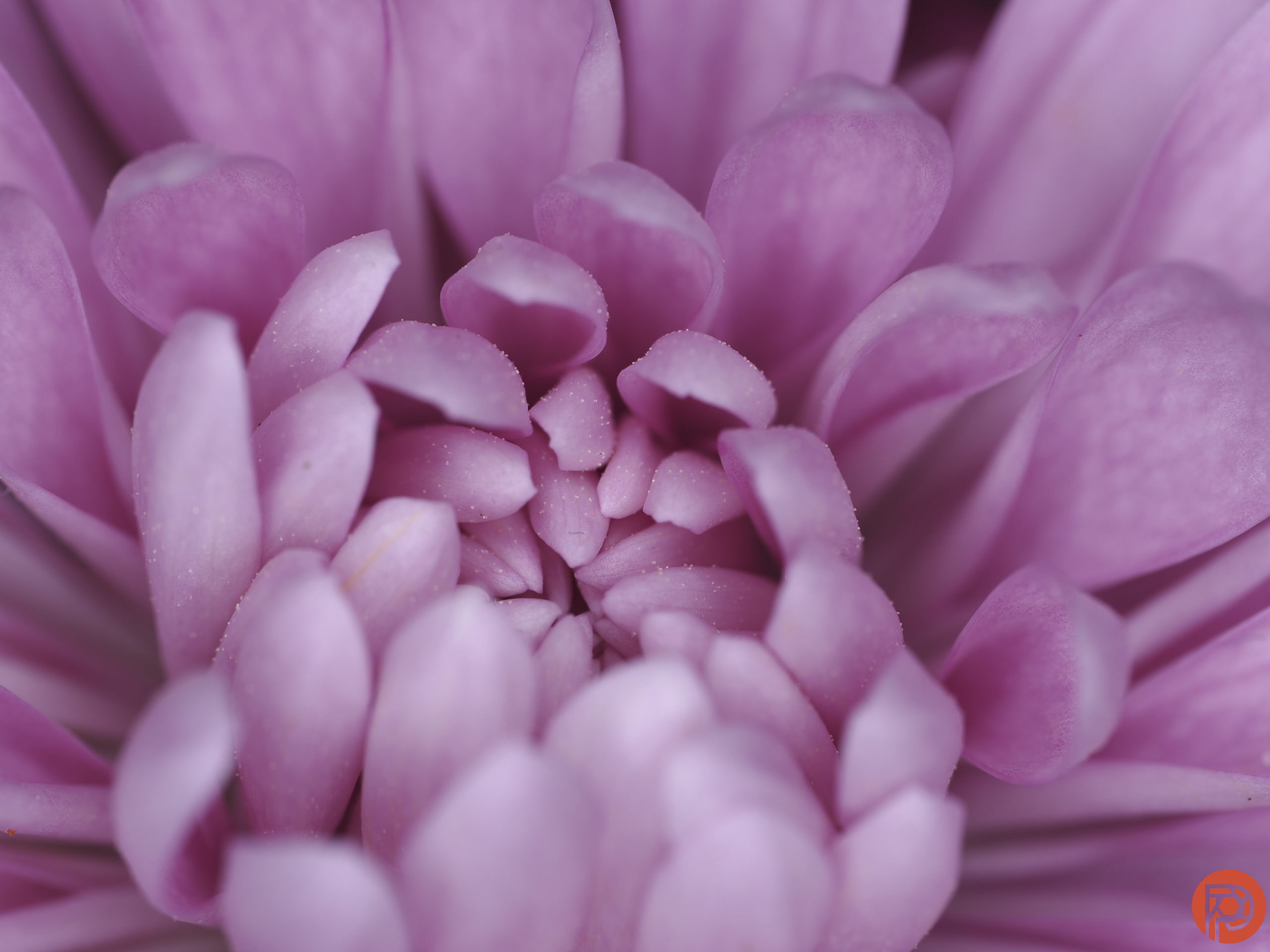 6 Tips to Instantly Elevate Your Flower Photography 6 Tips to Instantly Elevate Your Flower Photography