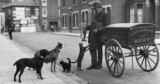 Historic Photos of the Cats’ Meat Men in Victorian London